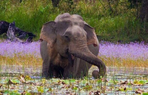 Why Biodiversity Makes Good Business Sense