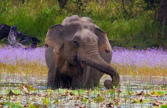 post-image-4 Why Biodiversity Makes Good Business Sense