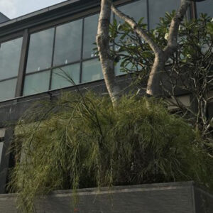 Urban Green Project for a Cooler Colombo