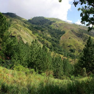 Protection guaranteed for Other State Forests