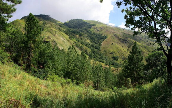 Protection guaranteed for Other State Forests